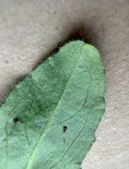 Calycomyza novascotiensis