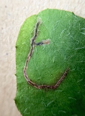 Calycomyza novascotiensis