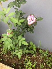 Rosa abietina