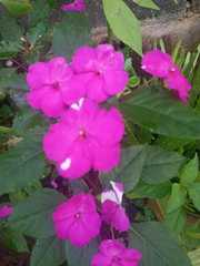 Impatiens
