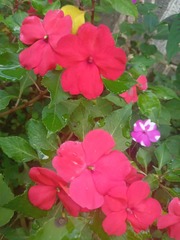 Impatiens walleriana