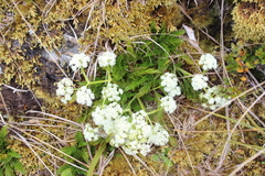 Aciphylla dissecta