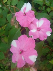 Impatiens
