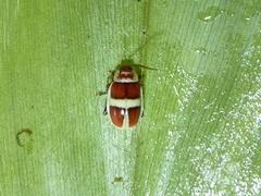 Asphaera discicollis