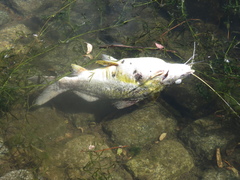 Pimelodus maculatus