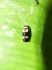Zuata obrienorum