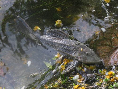 Commerson's plec (Hypostomus commersoni) — Loricariidae — 3