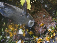 Hypostomus commersoni