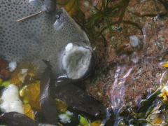 Hypostomus commersoni