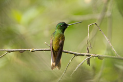 Coeligena violifer albicaudata