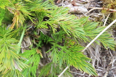 Aciphylla dissecta