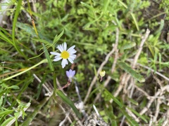 Brachyscome graminea