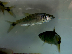 Oligosarcus jenynsii