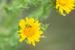 Diabrotica longicornis