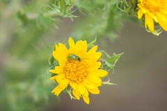 Diabrotica longicornis