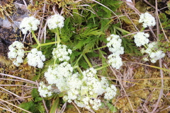 Aciphylla dissecta