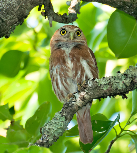Ferruginous Pygmy-Owl