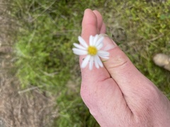 Brachyscome graminea