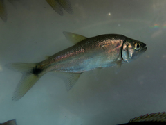 Oligosarcus jenynsii