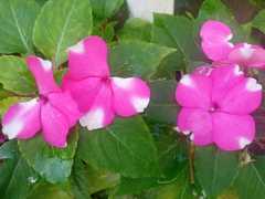 Impatiens