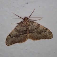 Nebula ibericata