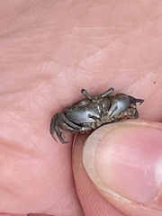 Australoplax tridentata