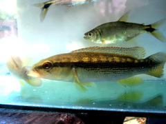Crenicichla scottii