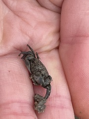 Australoplax tridentata