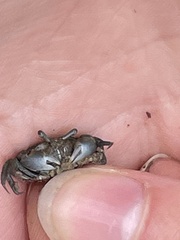 Australoplax tridentata