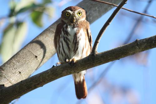 Ferruginous Pygmy-Owl