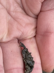 Australoplax tridentata