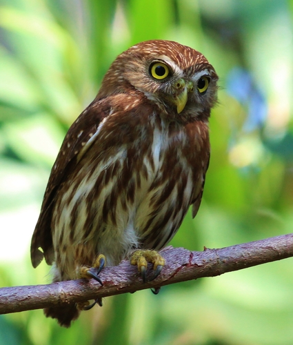 Ferruginous Pygmy-Owl