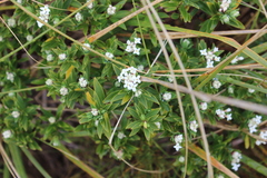 Pimelea gnidia
