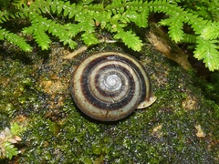 Labyrinthus uncigerus