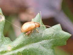 Longitarsus jacobaeae