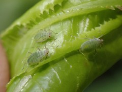 Acyrthosiphon lactucae