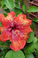 Hibiscus rosa-sinensis