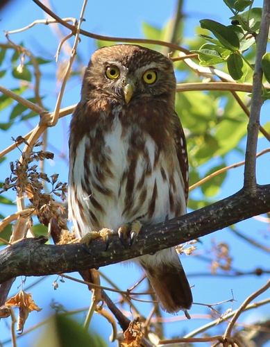 Ferruginous Pygmy-Owl