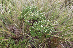 Pimelea gnidia