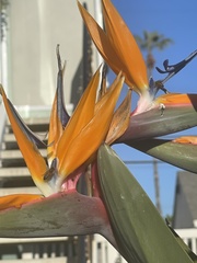 Strelitzia
