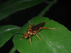 Degithina