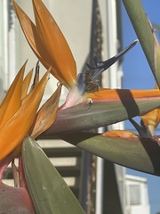 Strelitzia