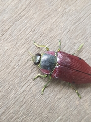 Temognatha variabilis