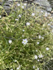 Spergularia tasmanica