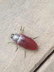 Temognatha variabilis