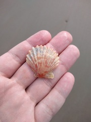 Aequipecten tehuelchus