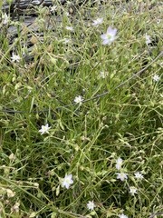 Spergularia tasmanica