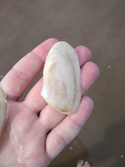 Amarilladesma mactroides