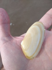 Amarilladesma mactroides