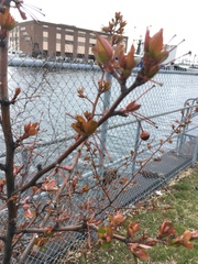 Prunus serrulata